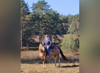 Paint Horse, Merrie, 10 Jaar, 148 cm, Buckskin