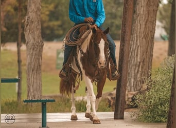 Paint Horse, Merrie, 10 Jaar, 152 cm, Roodvos