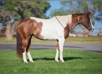 Paint Horse, Merrie, 10 Jaar, 152 cm, Roodvos
