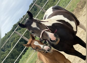 Paint Horse, Merrie, 10 Jaar, 155 cm, Zwartbruin