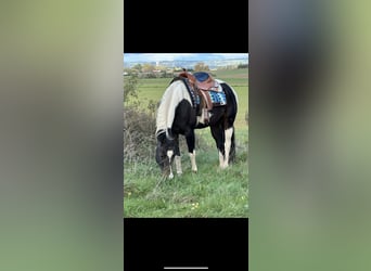 Paint Horse, Merrie, 10 Jaar, 155 cm, Zwartbruin