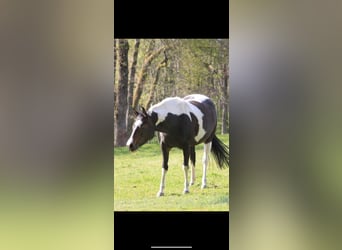 Paint Horse, Merrie, 10 Jaar, 155 cm, Zwartbruin