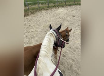Paint Horse, Merrie, 10 Jaar, 155 cm, Zwartbruin