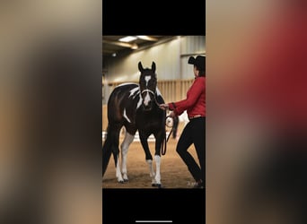 Paint Horse, Merrie, 10 Jaar, 155 cm, Zwartbruin