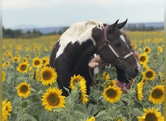 Paint Horse, Merrie, 10 Jaar, 155 cm, Zwartbruin