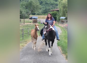 Paint Horse, Merrie, 10 Jaar, 155 cm, Zwartbruin