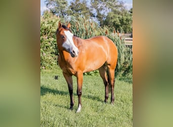 Paint Horse, Merrie, 10 Jaar, 157 cm, Roodbruin