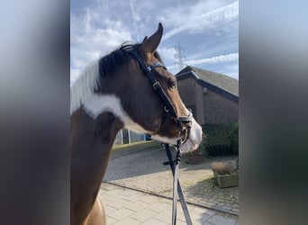 Paint Horse, Merrie, 10 Jaar, 160 cm, Tobiano-alle-kleuren