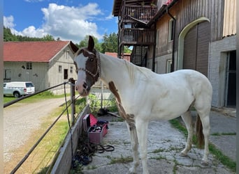 Paint Horse, Merrie, 10 Jaar, Overo-alle-kleuren