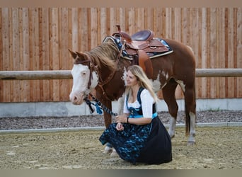 Paint Horse, Merrie, 11 Jaar, 145 cm, Overo-alle-kleuren