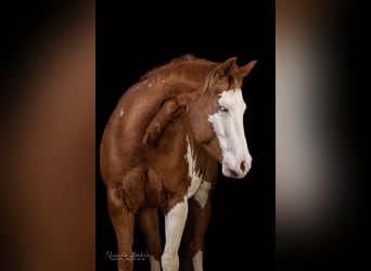 Paint Horse, Merrie, 11 Jaar, 145 cm, Overo-alle-kleuren