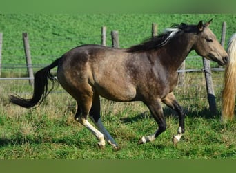 Paint Horse, Merrie, 11 Jaar, 147 cm, Buckskin