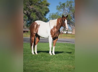 Paint Horse, Merrie, 11 Jaar, 152 cm, Roodvos