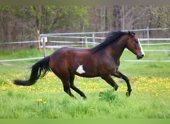 Paint Horse Mix, Merrie, 11 Jaar, 153 cm, Lichtbruin