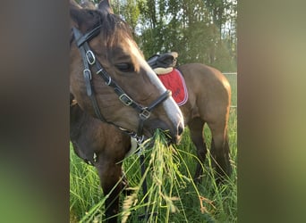 Paint Horse Mix, Merrie, 11 Jaar, 153 cm, Lichtbruin