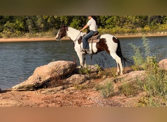 Paint Horse, Merrie, 11 Jaar, 163 cm, Gevlekt-paard