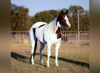 Paint Horse, Merrie, 11 Jaar, 163 cm, Gevlekt-paard