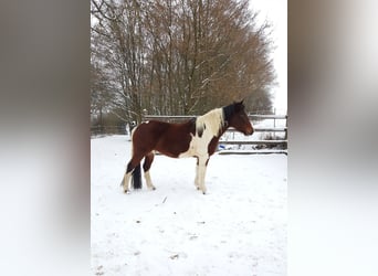 Paint Horse Mix, Merrie, 12 Jaar, 147 cm, Gevlekt-paard
