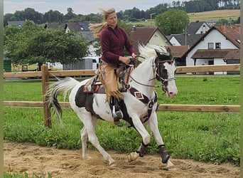 Paint Horse, Merrie, 12 Jaar, 150 cm, Gevlekt-paard