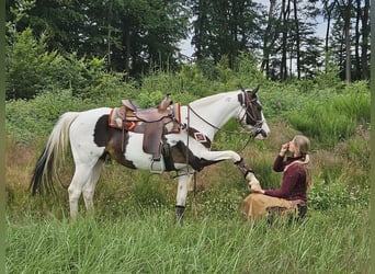 Paint Horse, Merrie, 12 Jaar, 150 cm, Gevlekt-paard