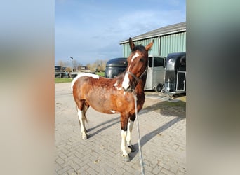 Paint Horse Mix, Merrie, 12 Jaar, 157 cm, Gevlekt-paard