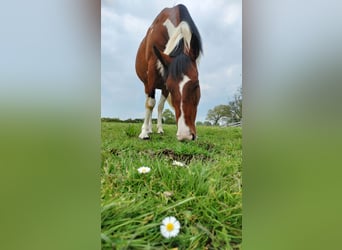 Paint Horse Mix, Merrie, 12 Jaar, 157 cm, Gevlekt-paard