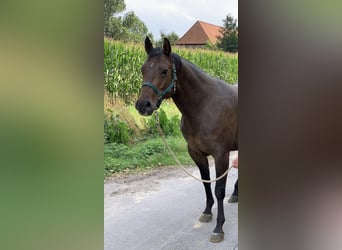 Paint Horse, Merrie, 14 Jaar, 148 cm