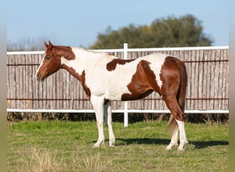 Paint Horse, Merrie, 14 Jaar, 152 cm, Donkere-vos