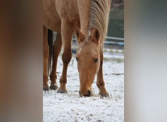 Paint Horse Mix, Merrie, 14 Jaar, 154 cm, Palomino