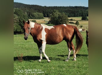 Paint Horse, Merrie, 15 Jaar, 150 cm, Gevlekt-paard