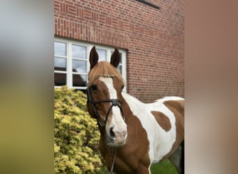 Paint Horse Mix, Merrie, 15 Jaar, 151 cm, Gevlekt-paard