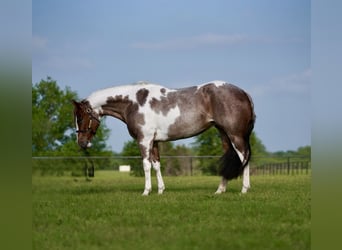 Paint Horse, Merrie, 15 Jaar, 152 cm, Gevlekt-paard