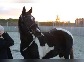 Paint Horse, Merrie, 15 Jaar, 153 cm, Gevlekt-paard