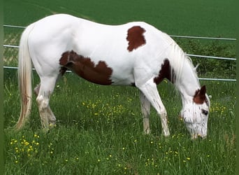 Paint Horse, Merrie, 16 Jaar, 147 cm, Overo-alle-kleuren