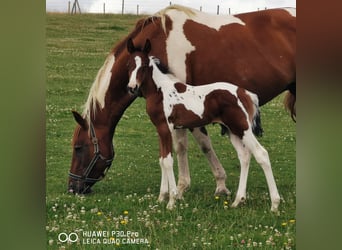 Paint Horse, Merrie, 16 Jaar, 150 cm, Gevlekt-paard