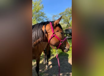 Paint Horse Mix, Merrie, 16 Jaar, 160 cm, Bruin