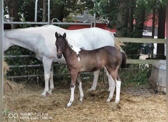 Paint Horse, Merrie, 18 Jaar, 155 cm, Appelschimmel
