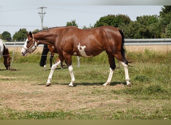 Paint Horse, Merrie, 18 Jaar, 165 cm, Bruin