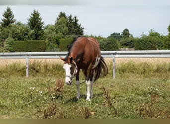 Paint Horse, Merrie, 18 Jaar, 165 cm, Bruin