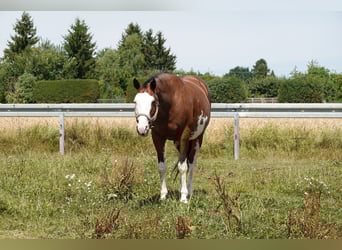Paint Horse, Merrie, 18 Jaar, 165 cm, Bruin
