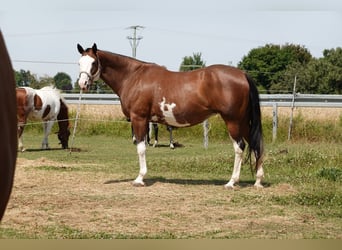 Paint Horse, Merrie, 18 Jaar, 165 cm, Bruin