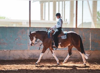 Paint Horse, Merrie, 18 Jaar, 165 cm, Gevlekt-paard