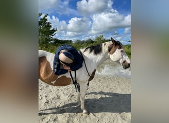 Paint Horse, Merrie, 19 Jaar, 158 cm, Tobiano-alle-kleuren