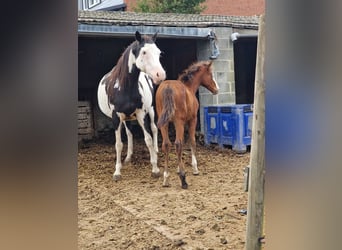 Paint Horse, Merrie, 19 Jaar, 160 cm, Gevlekt-paard