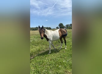 Paint Horse Mix, Merrie, 1 Jaar, 140 cm, Gevlekt-paard