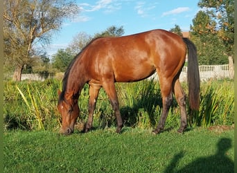 Paint Horse, Merrie, 1 Jaar, 143 cm, Roodbruin