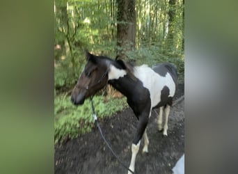 Paint Horse, Merrie, 1 Jaar, 149 cm, Tobiano-alle-kleuren