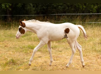 Paint Horse, Merrie, 1 Jaar, 150 cm, Brauner