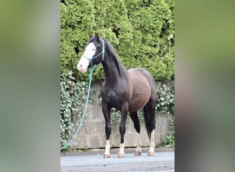 Paint Horse, Merrie, 1 Jaar, 150 cm, Brauner
