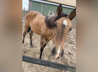 Paint Horse, Merrie, 1 Jaar, 150 cm, Buckskin